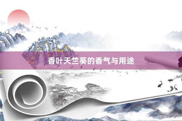香叶天竺葵的香气与用途