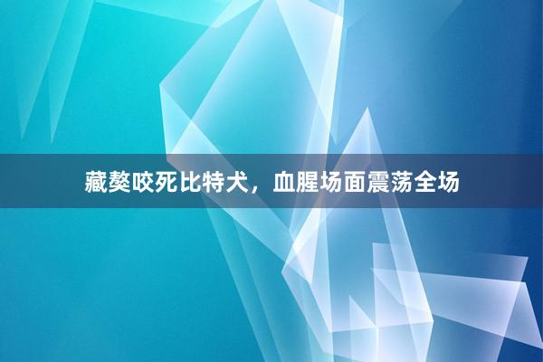 藏獒咬死比特犬，血腥场面震荡全场